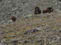 We worden bespied!