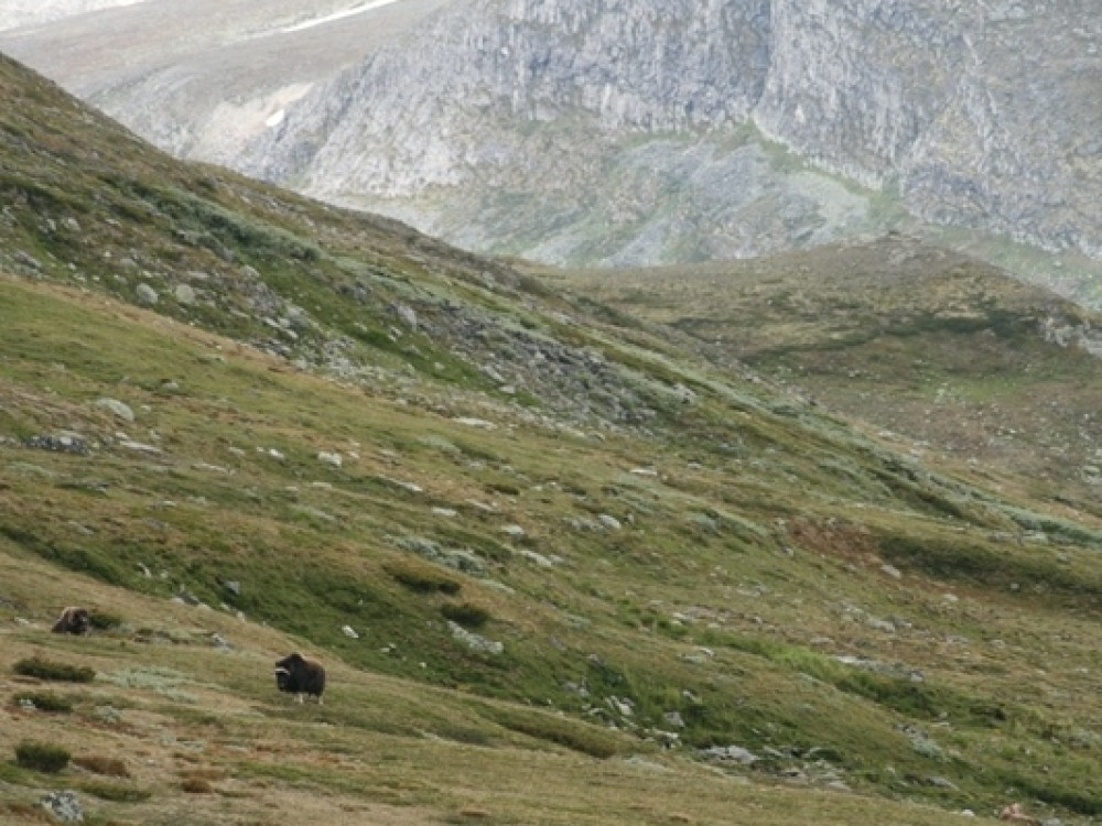 Dovrefjell muskusossen