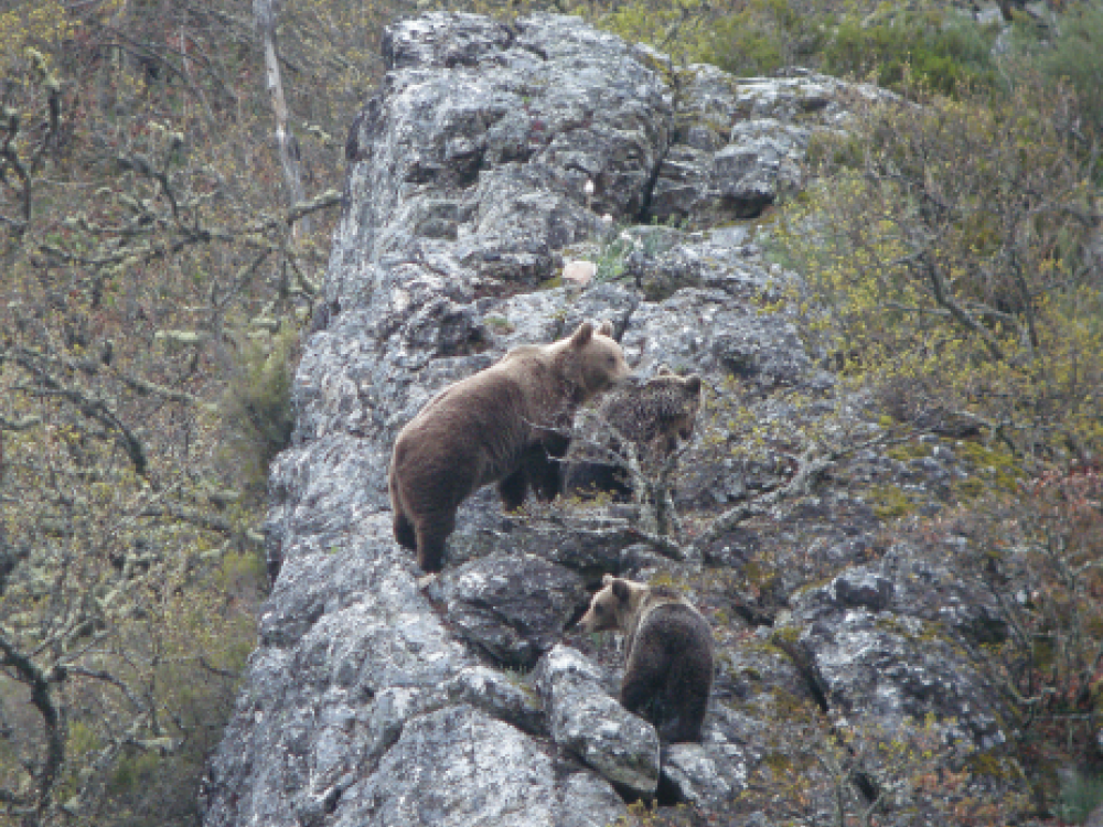 Iberische bruine beren