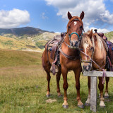 Afbeelding voor Pelister National Park