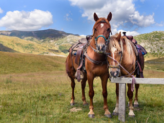 Afbeelding voor Pelister National Park