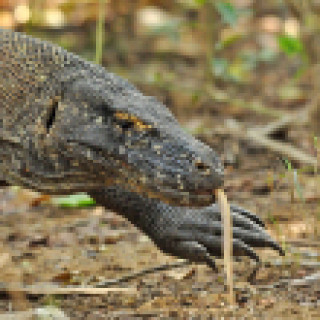 Afbeelding voor All for Nature - Big 5 Azië