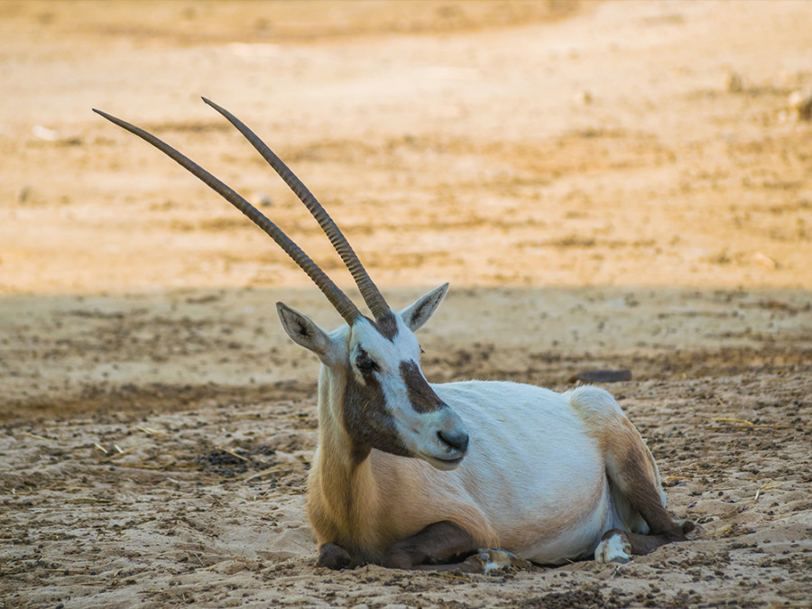 Al Areen Wildlife Park