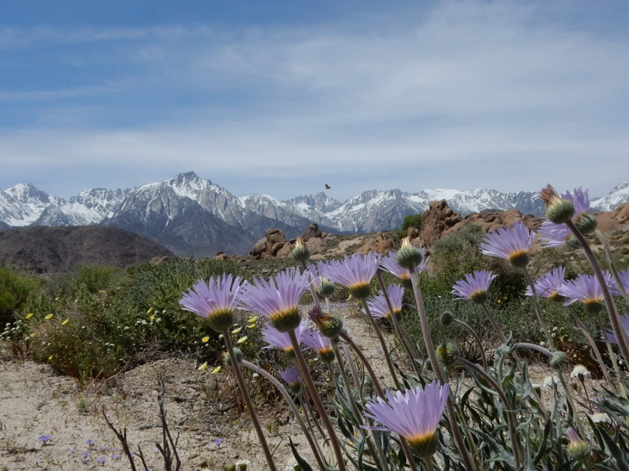 Sierra Nevada bergketen