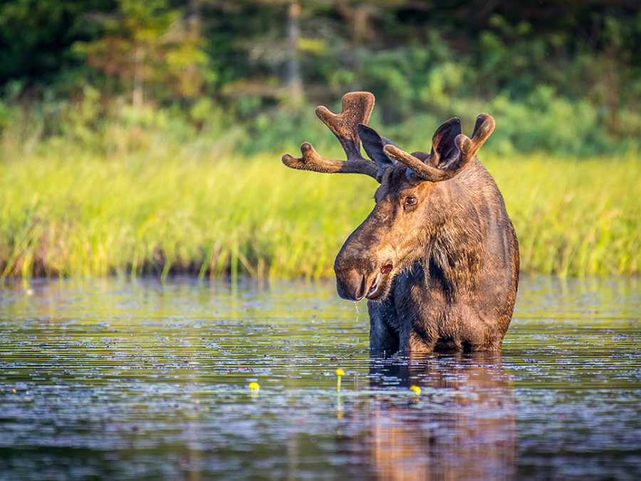 Natuur in Oost-Canada