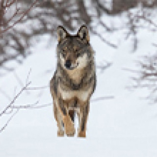 Afbeelding voor All for Nature Travel - In het spoor van de wolf