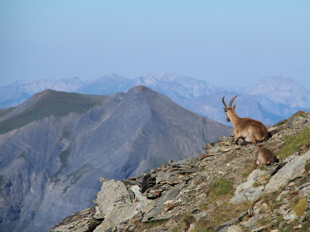 Alpensteenbok