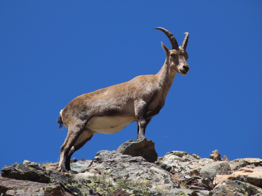 Alpensteenbok Mont Blanc