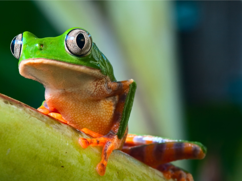 Dieren in de Amazone