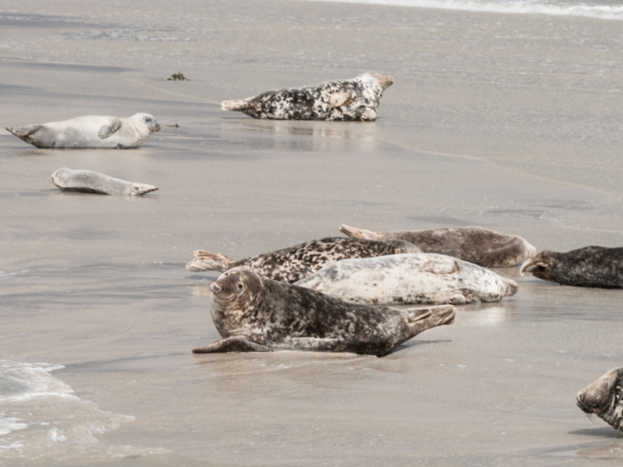 Zeehonden op Ameland