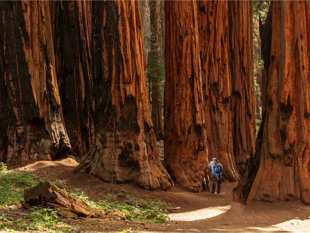 Sequoia National Park