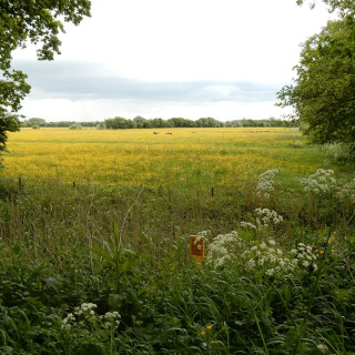 Afbeelding voor Natuur bij Amerongen