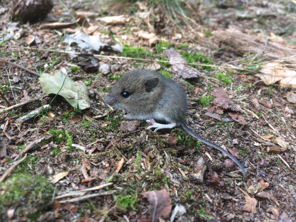 Dieren in het bos bij Amersfoort