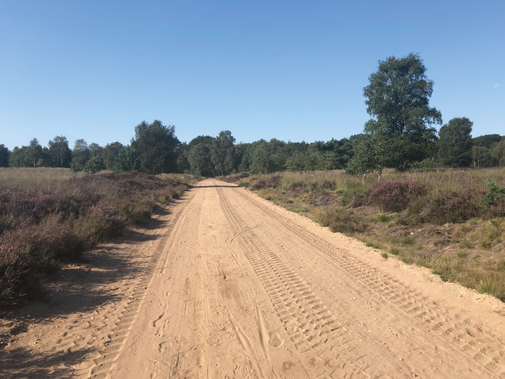 Heide op de Veluwe