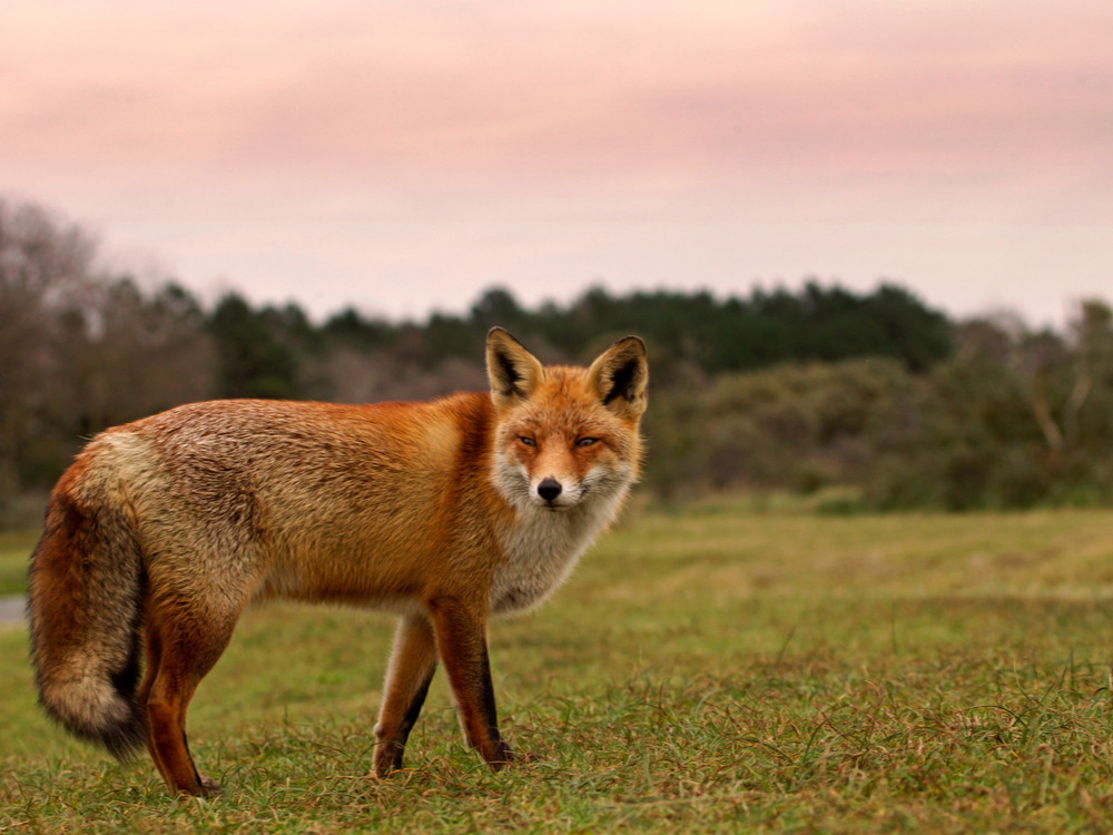 Vossen spotten in de Waterleidingduinen