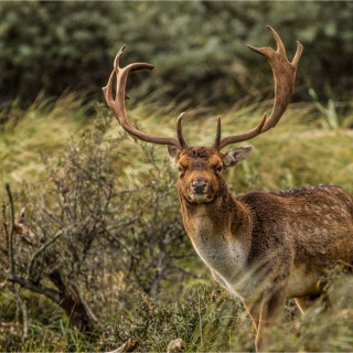 Afbeelding voor Amsterdamse Waterleidingduinen