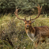 Afbeelding voor Amsterdamse Waterleidingduinen