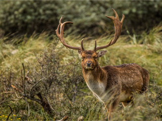 Afbeelding voor Amsterdamse Waterleidingduinen