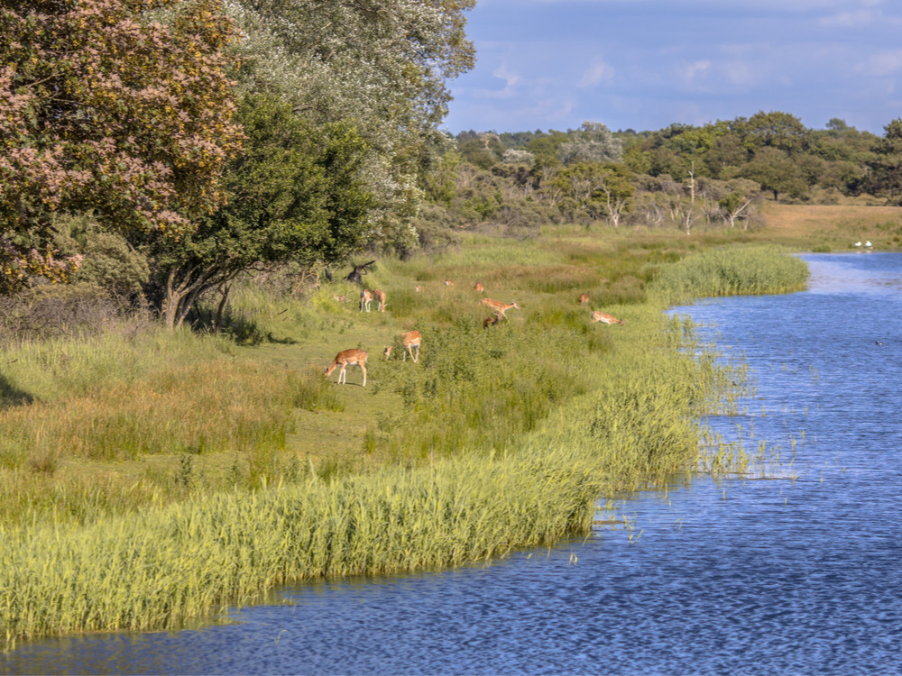 Damherten in duinengebied