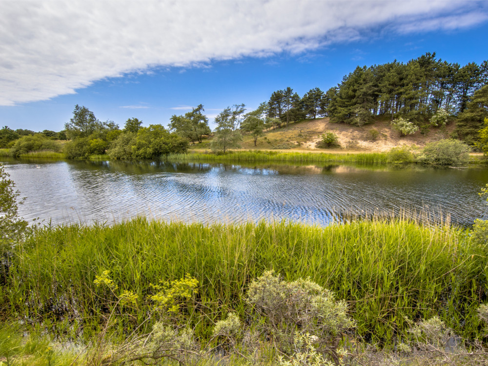 Natuur Amsterdamse Waterleidingduinen