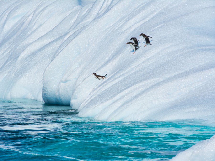 Natuurreis Antarctica