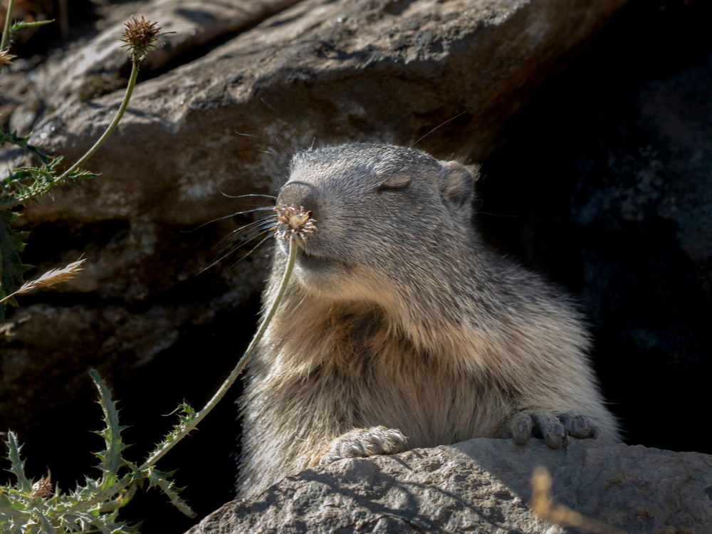 Alpenmarmot