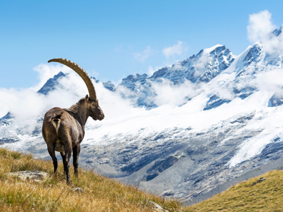 Alpensteenbok