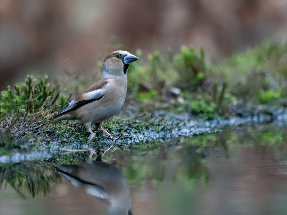 Vogels spotten in het voorjaar (appelvink)