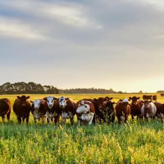 Afbeelding voor Pampas in Argentinie