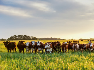 Afbeelding voor Pampas in Argentinie