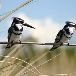 Afbeelding voor Askja - Van Chobe via Caprivi naar Moremi