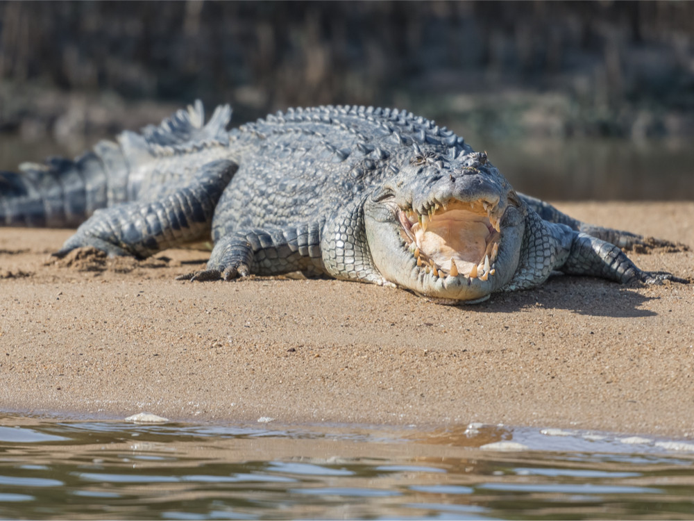 Krokodil