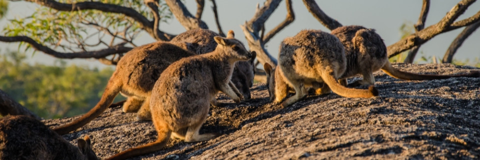 Top foto voor Top 10 Natuur in Oceanië