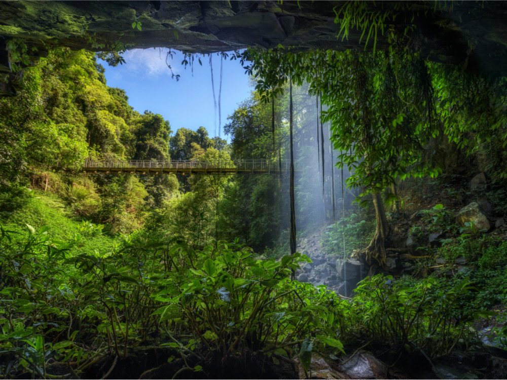Rainforest of Dorrigo National Park
