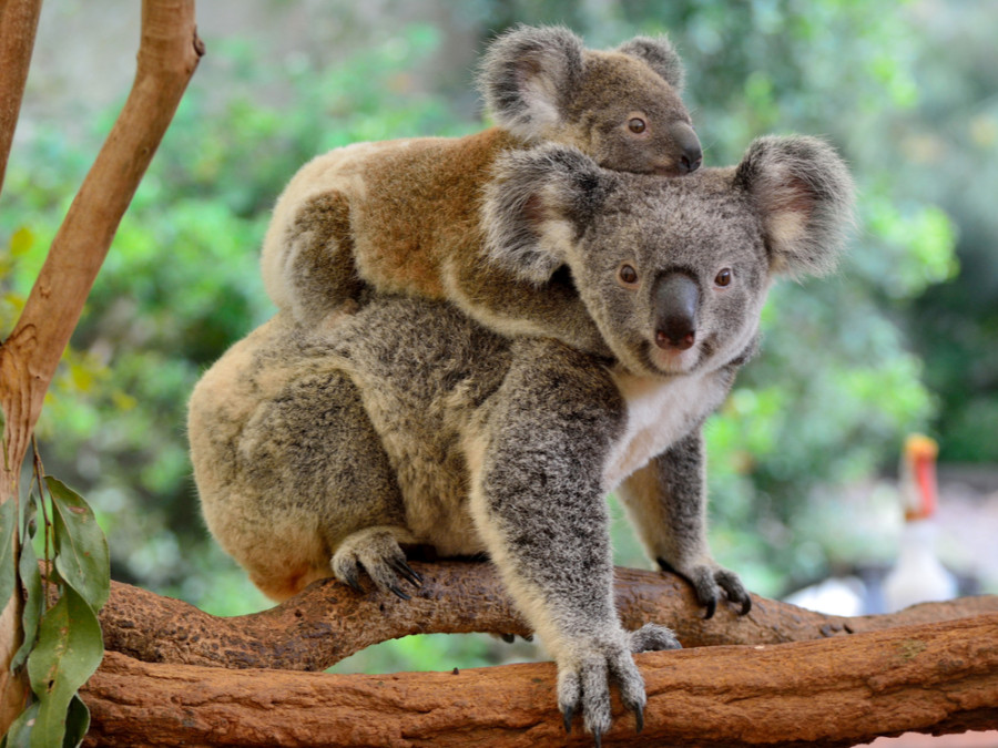 Dieren in Australië