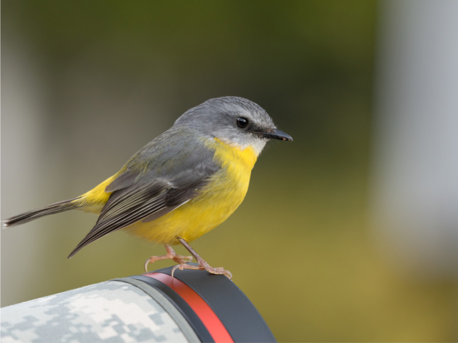 Yellow robin