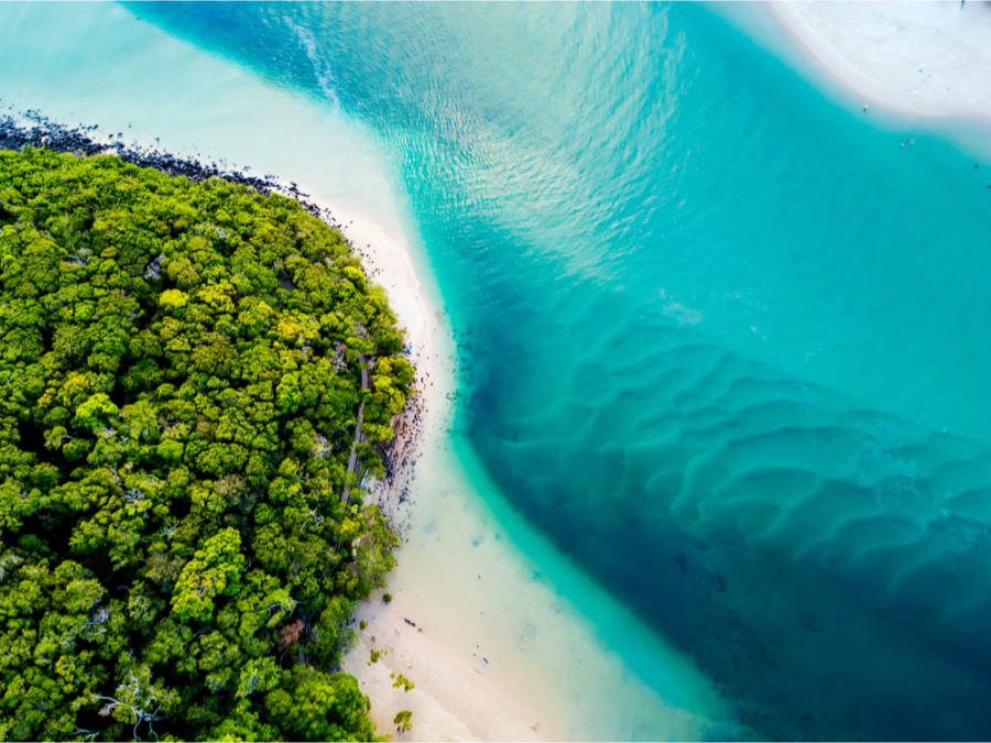 Prachtige natuur bij Daintree