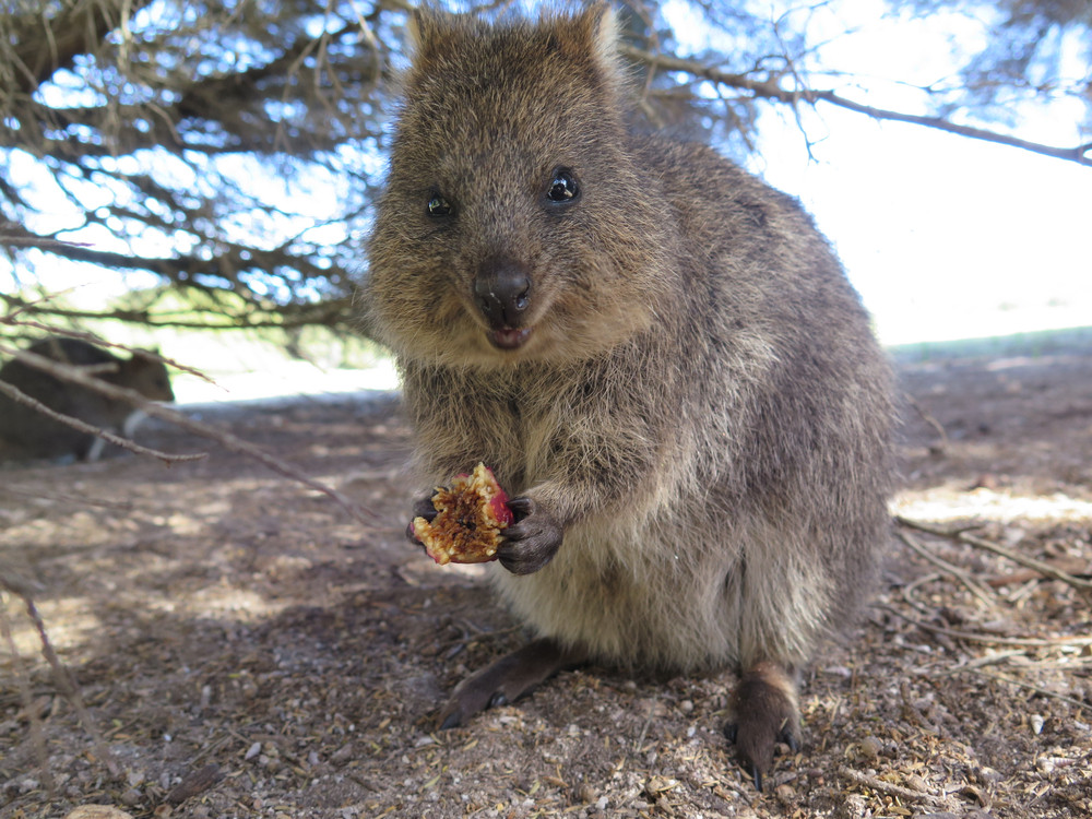 Quokka op Rottnest Island