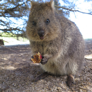 Afbeelding voor Dieren in Australie