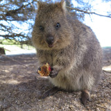 Afbeelding voor Dieren in Australie