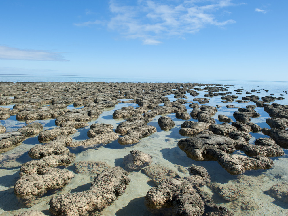 Shark Bay stromatolites