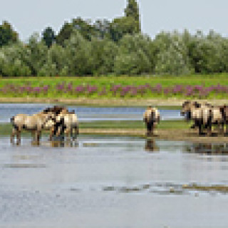 Afbeelding voor Avontuur Dichtbij - Wandelparadijs Hoge Kempen