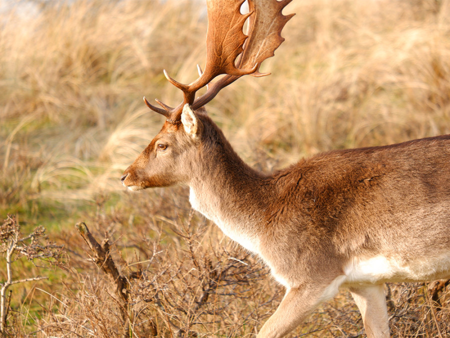 Amsterdamse Waterleiding Duinen