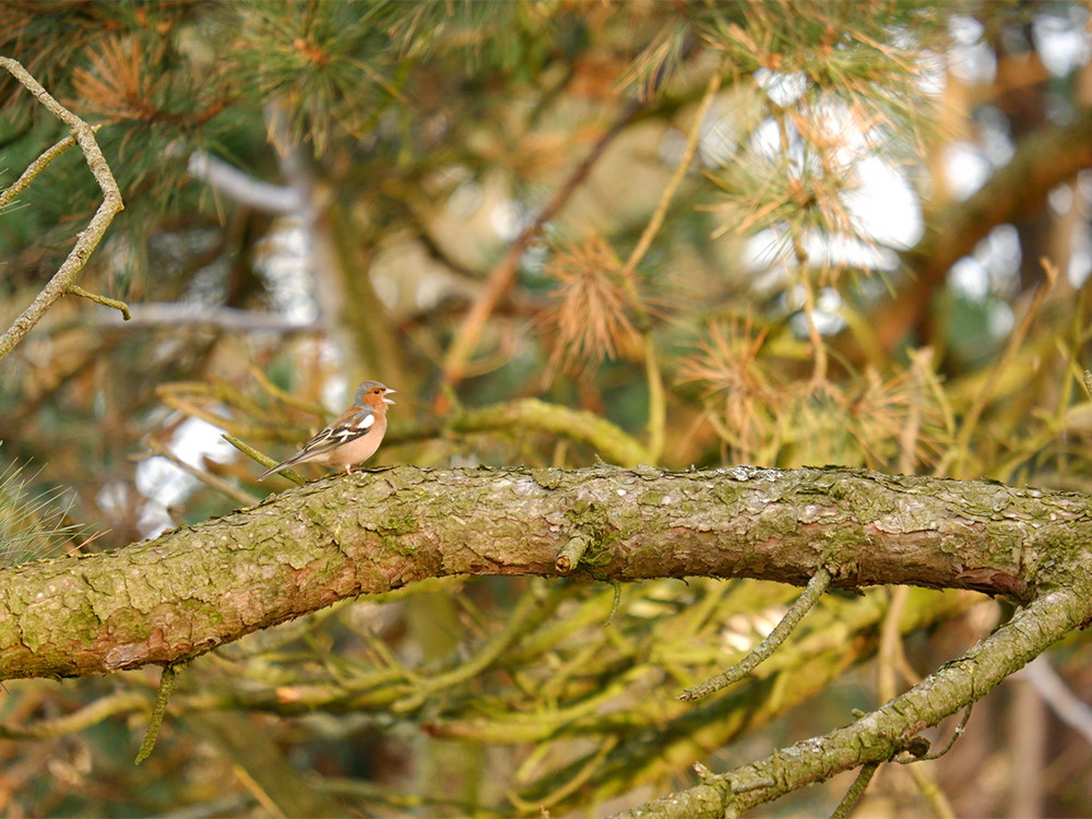 Vogels spotten bij de Waterleidingduinen