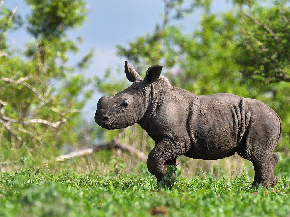 Neushoorn baby