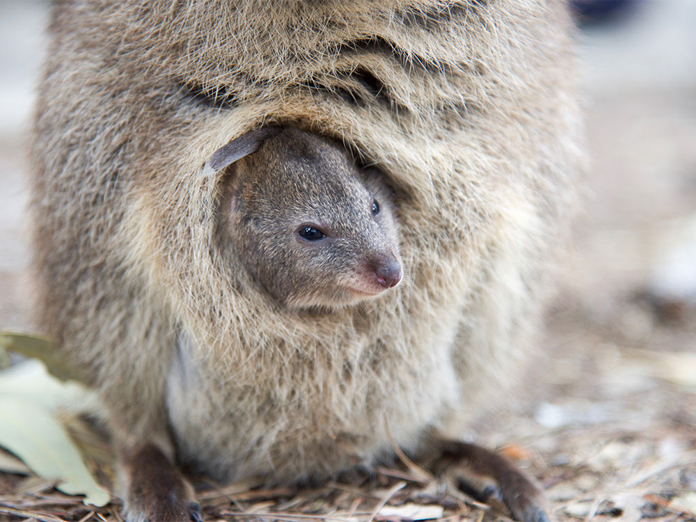 Quokka baby, ook wel joey