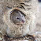 Afbeelding voor Quokka