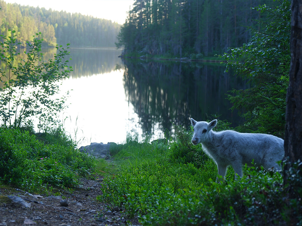 Dieren in Hossa