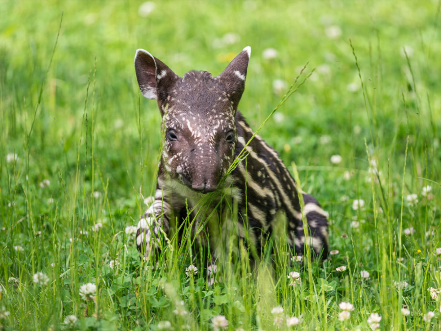 Baby tapir