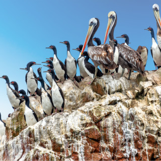 Afbeelding voor Ballestas eilanden Peru